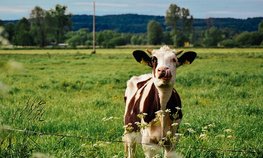 Оксана Лут и Евгений Солнцев обсудили развитие АПК Оренбургской области