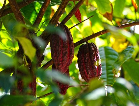 Россия и Мадагаскар укрепляют сотрудничество в сфере АПК