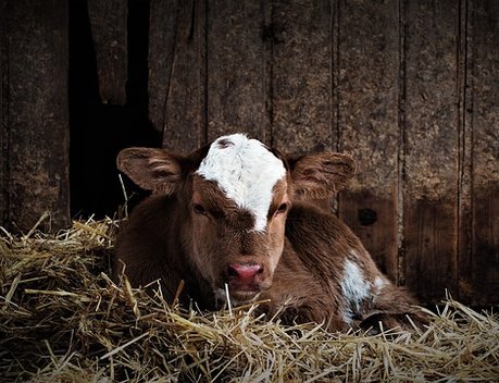 На поддержку аграриев Подмосковья в 2026 году направят 5,9 млрд рублей