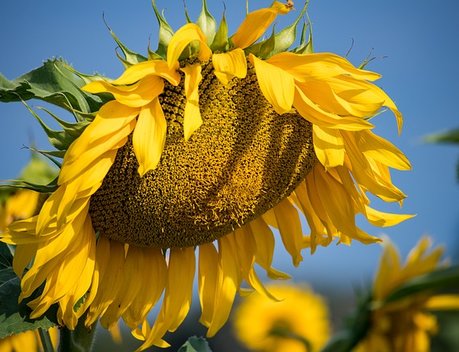 Оксана Лут и Артем Здунов обсудили развитие АПК Республики Мордовия