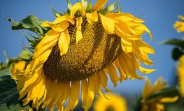 Оксана Лут и Артем Здунов обсудили развитие АПК Республики Мордовия