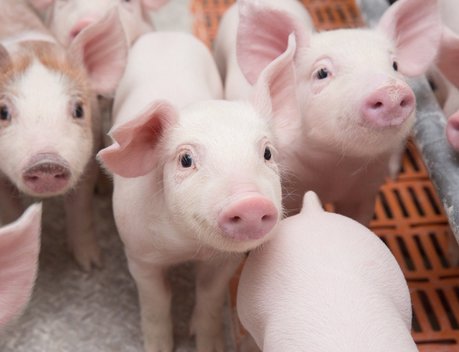 В Новосибирской области локализовали очаги заболевания пастереллезом