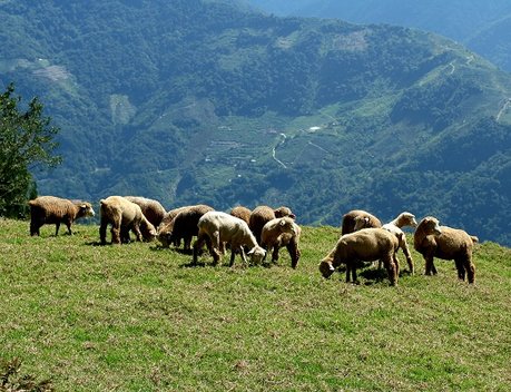 В России предложили закрепить понятие «отгонное животноводство»