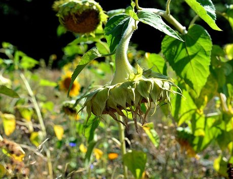 АО СК «РСХБ-Страхование» выплатило более 129 млн рублей за гибель урожая кукурузы и подсолнечника на зерно агропредприятию Краснодарского края