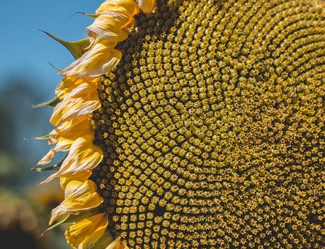 Дмитрий Патрушев и губернатор Самарской области Вячеслав Федорищев обсудили вопросы сельского хозяйства и экологии региона