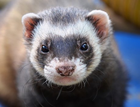 Еврокомиссия не намерена запрещать пушное звероводство в ЕС