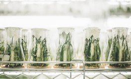 Россия и Китай расширяют сотрудничество в области селекции и семеноводства