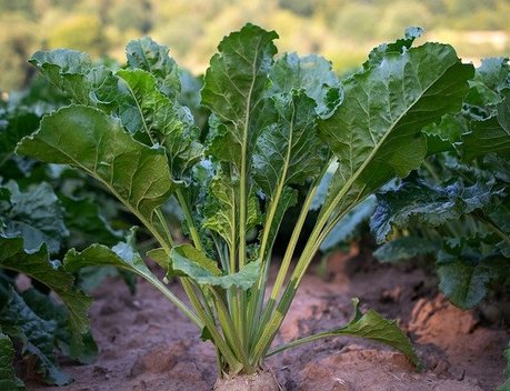 Кубань вышла на импортозамещение сева почти четверти площадей сахарной свеклы