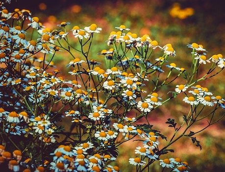 Россия наращивает экспорт растительного лекарственного сырья