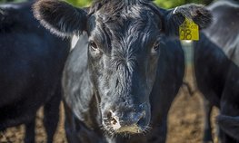 Животноводам Забайкалья предоставят 193 млн рублей на развитие мясного скотоводства