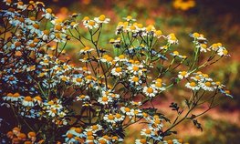 Россия наращивает экспорт растительного лекарственного сырья