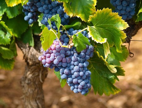 В 2025 году Россия собрала 955 тыс. тонн винограда