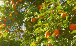 В России могут ввести меры господдержки для производителей цитрусовых