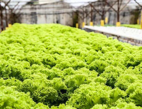 Более 30 тыс. тонн овощей закрытого грунта собрано в Липецкой области с начала года