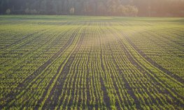 В Ленобласти увеличится площадь ярового сева