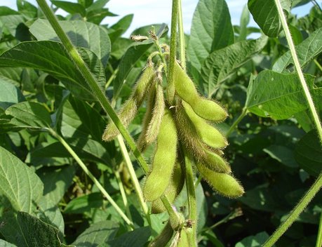 АО СК «РСХБ-Страхование» выплатило более 29 млн рублей за гибель урожая сои агропредприятию в Краснодарском крае