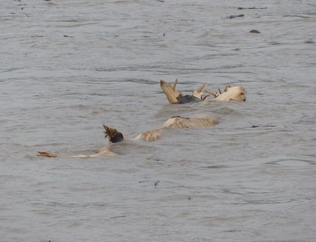 В Дагестане организована системная работа по ликвидации последствий паводков для сельского хозяйства