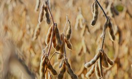 Липецкие аграрии с начала года отправили за рубеж более 340 тыс. тонн продукции