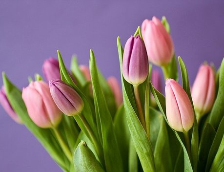 Поставки цветов из Кении в Россию в 2026 году соответствуют показателю 2025 года