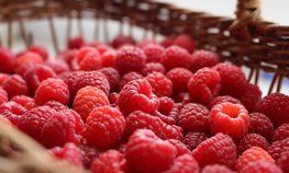 В России растет производство ягод