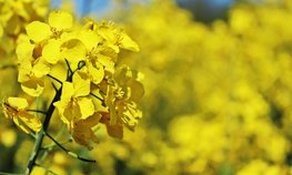 Иркутская область с начала года нарастила экспорт масложировой продукции почти в два раза