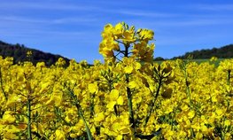 Россия в 2026 году может собрать рекордный урожай масличных