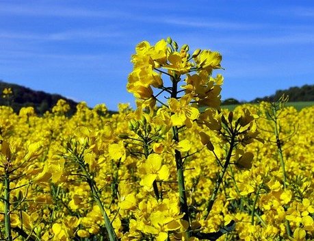 Россия в 2026 году может собрать рекордный урожай масличных