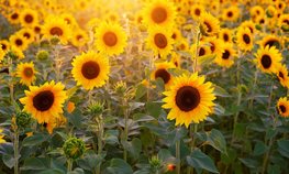 «Агроэкспорт»: Россия заняла первое место в мире по экспорту подсолнечного масла