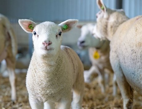 В Тимирязевской академии подвели итоги хакатона «Большое животноводство»