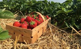 На 10,8 гектара вырастет площадь ягодных полей на Ставрополье