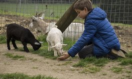 Город профессий АПК «Я в Агро» посетили тысячи школьников Алтайского края и Ростовской области