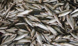РФ в I квартале увеличила выручку от экспорта рыбы на 19 %