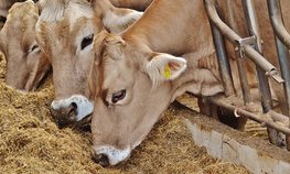 Объем реализации молока в сельхозорганизациях вырос на 2,9 %