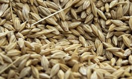 Экспорт семян сельхозкультур из Башкортостана увеличился вдвое