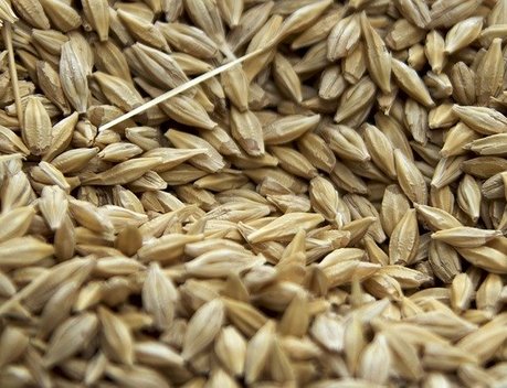 Экспорт семян сельхозкультур из Башкортостана увеличился вдвое
