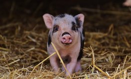 Оксана Лут и Елена Корочкина обсудили перспективные разработки в сфере репродуктивных технологий для животноводства