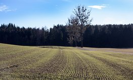 В Новгородской области досрочно начали посевную кампанию
