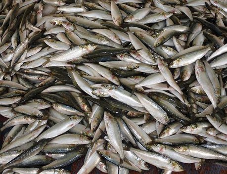 Рыболовам предложили упростить порядок погрузки и выгрузки продукции