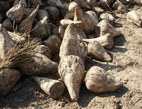 Крым наращивает площади семенников сахарной свеклы