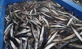 Благодаря господдержке севастопольские рыбаки выловили более 10 тыс. тонн рыбы и отремонтировали семь судов