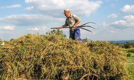 В Смоленской области заготовку кормов ведут с опережением показателей 2025 года