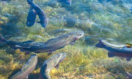 Производство аквакультуры в России за десять лет выросло более чем вдвое