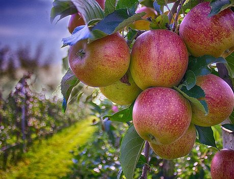 Доля отечественных яблок в сети «Магнит» достигла 90 %