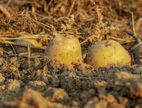 Во Франции снизилось производство картофеля из-за жары и засухи
