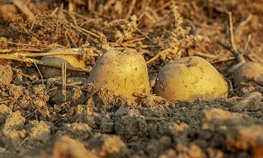 Во Франции снизилось производство картофеля из-за жары и засухи