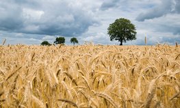 Путин поинтересовался развитием сельского хозяйства на Ставрополье