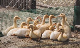 Россия ограничила импорт птицеводческой продукции из некоторых регионов Испании