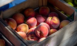 Россия с начала года увеличила импорт плодоовощной продукции из Турции на 8,3 %
