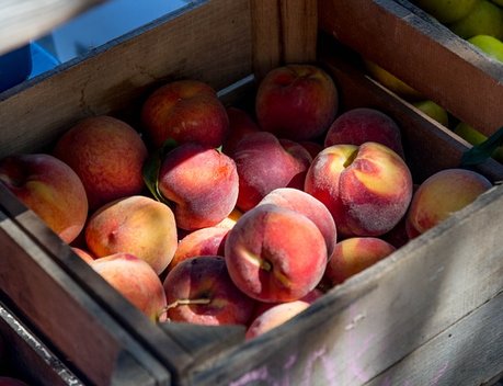 Россия с начала года увеличила импорт плодоовощной продукции из Турции на 8,3 %
