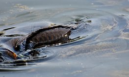 Производство товарной рыбы в Подмосковье выросло почти на 30 % за полгода